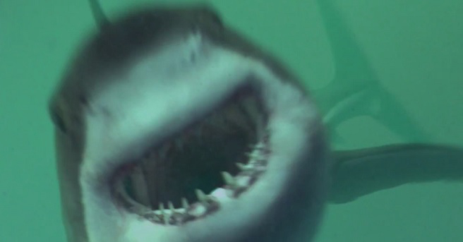 Banner Phim Mồi Cá Mập (Open Water 3: Cage Dive - Shark Terror)