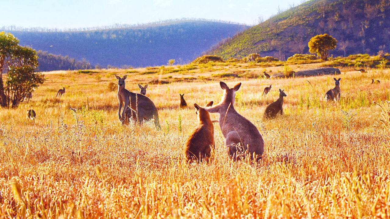Banner Phim Thung lũng kangaroo (Kangaroo Valley)