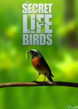 Xem Phim Cuộc Sống Bí Mật Của Loài Chim (The Secret Life Of Birds)