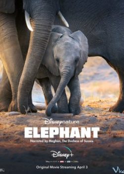 Xem Phim Đàn Voi Châu Phi (Elephant)