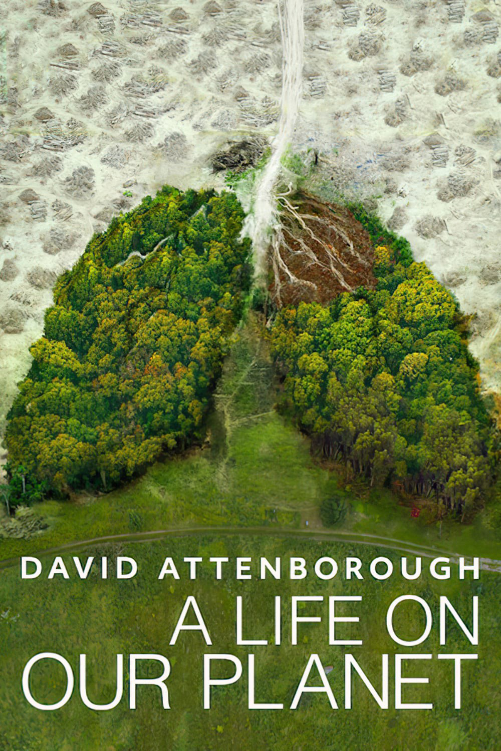 Xem Phim David Attenborough: Một cuộc đời trên Trái Đất (David Attenborough: A Life on Our Planet)