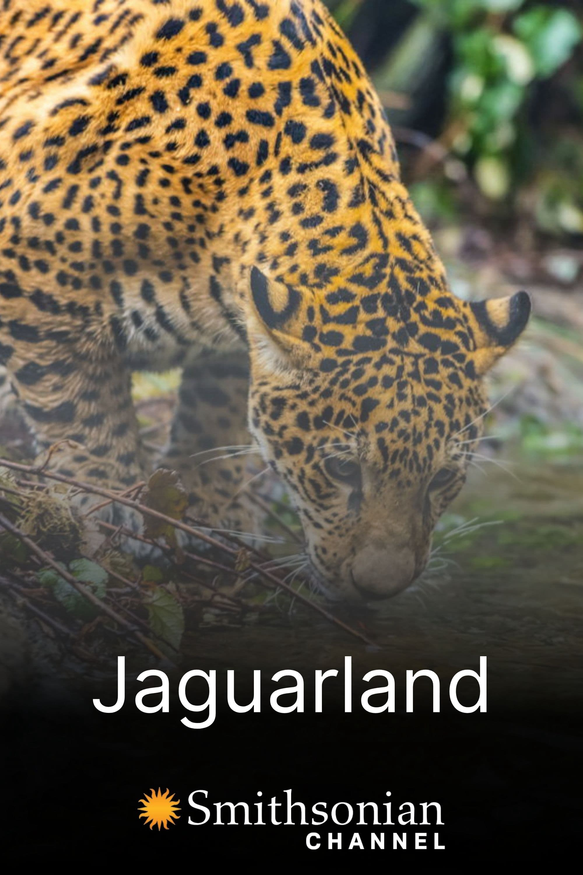 Poster Phim Jaguarland (Jaguarland)