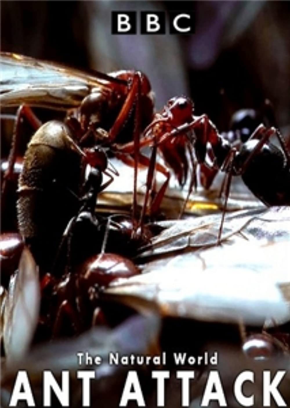 Xem Phim Kiến ăn thịt (The Natural World - Ant Attack)