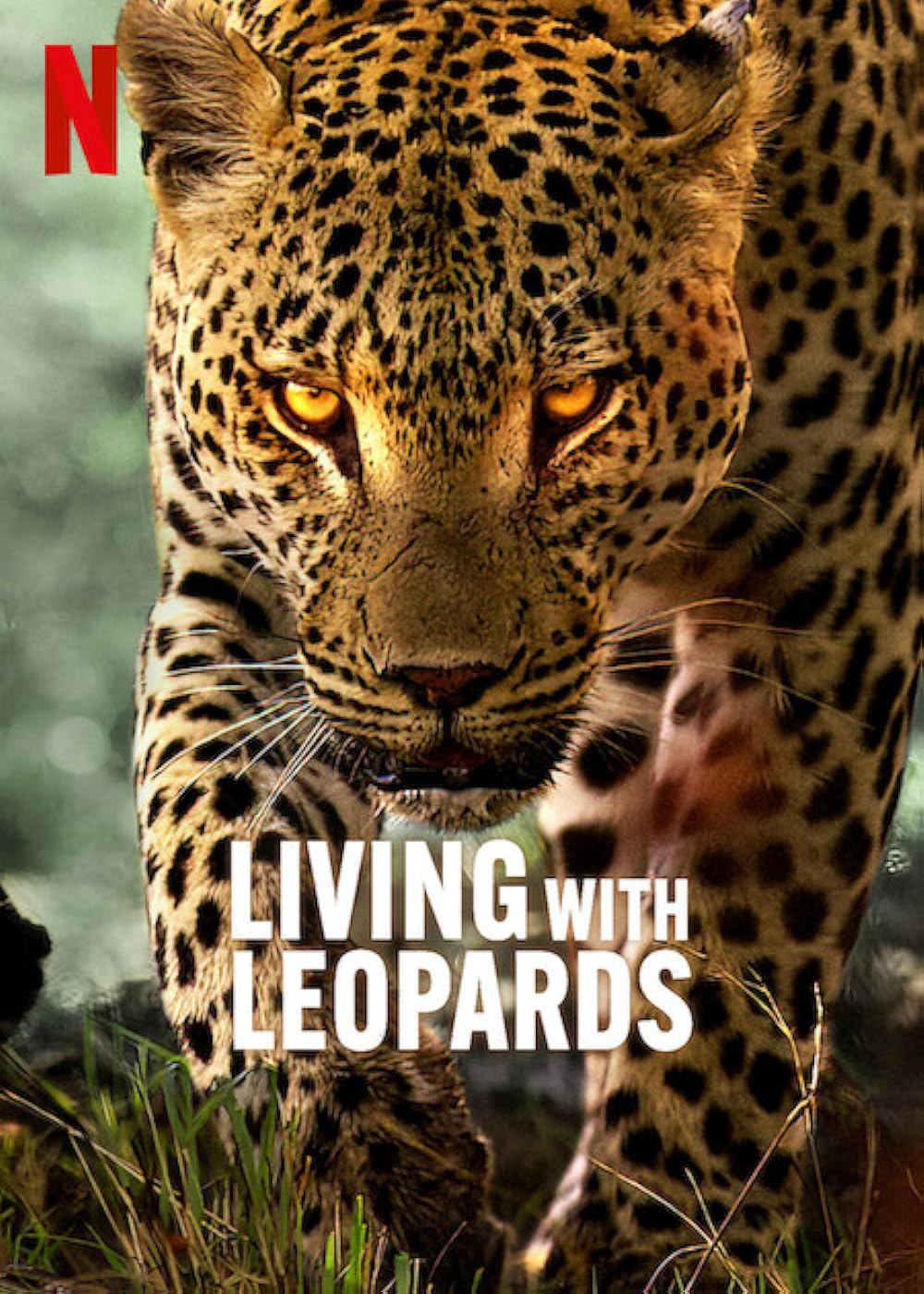Xem Phim  Living with Leopards ( Living with Leopards)