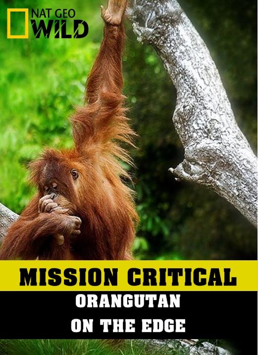 Xem Phim Nhiệm Vụ Cấp Bách: Đười Ươi – Trước Nguy Cơ Tuyệt Chủng (Mission Critical: Orangutan On The Edge)