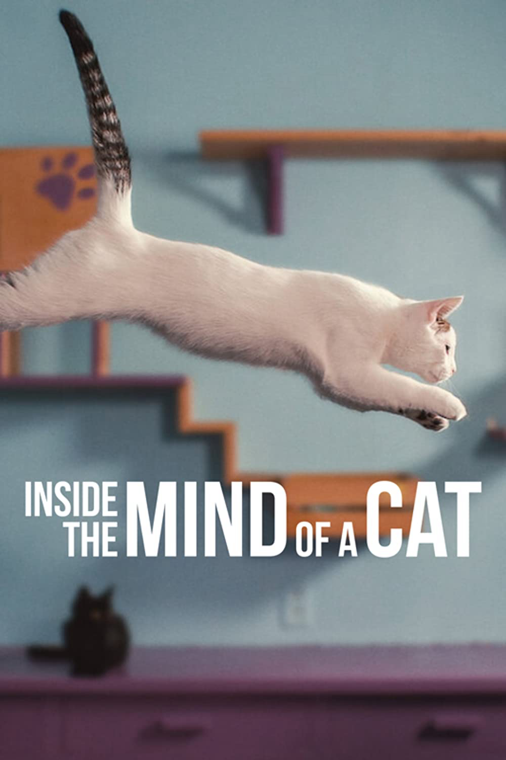Xem Phim Những chú mèo nghĩ gì (Inside the Mind of a Cat)