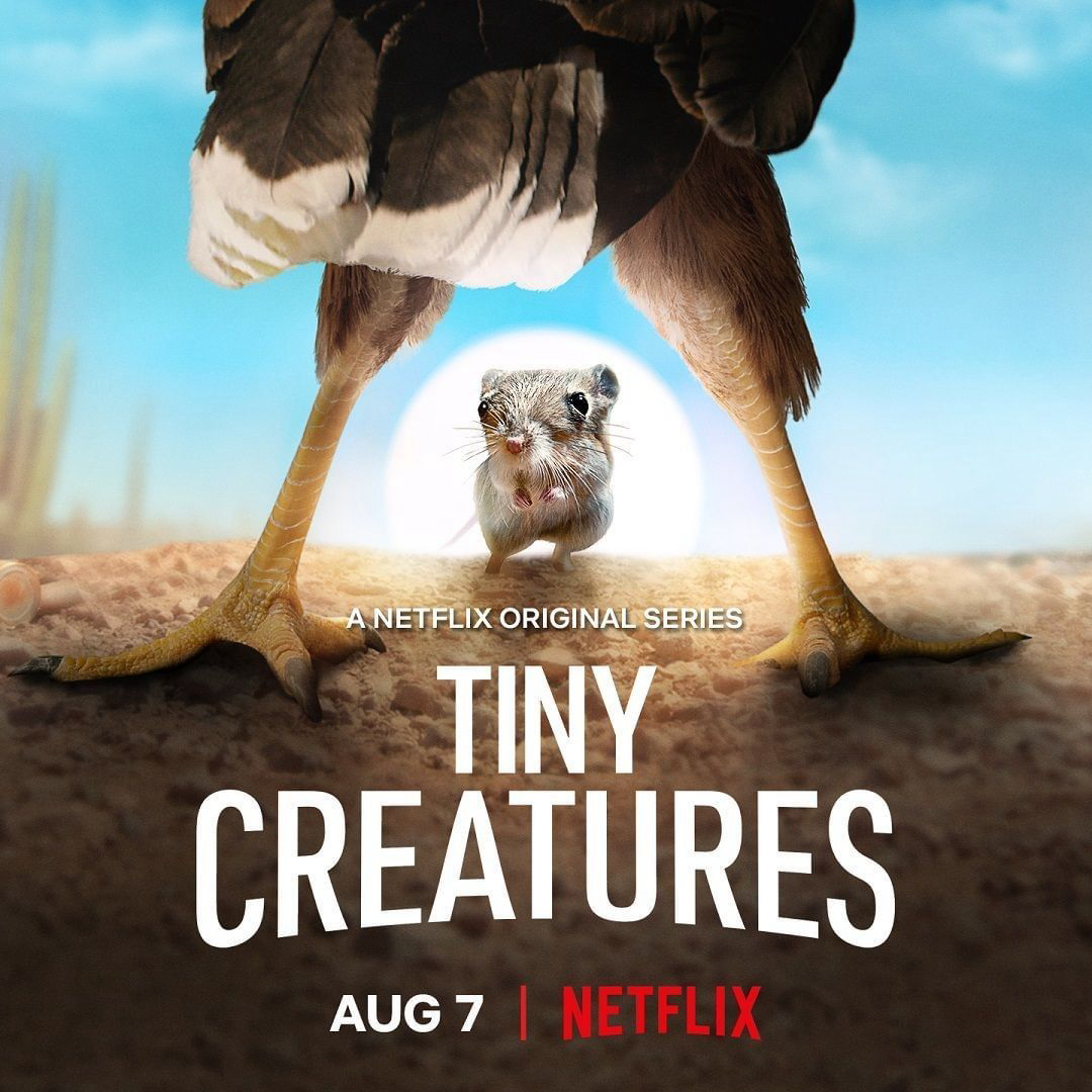 Xem Phim Những sinh vật tí hon (Tiny Creatures)