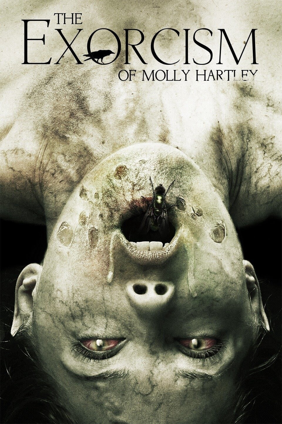 Xem Phim Nỗi Ám Ảnh Của Molly  (The Exorcism of Molly Hartley)