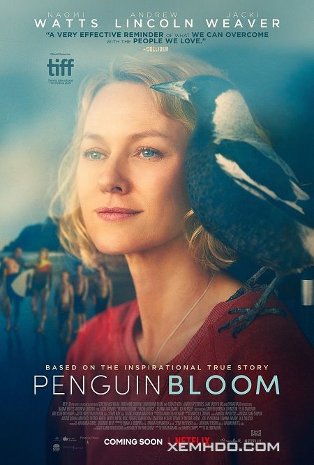 Xem Phim Cánh Cụt Nhà Bloom (Penguin Bloom)