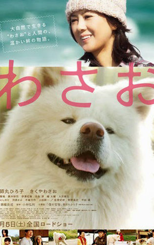 Xem Phim Chú Chó Akita (Wasao)