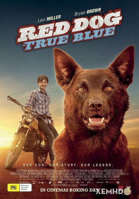 Xem Phim Chú Chó Trung Thành 2 (Red Dog: True Blue)