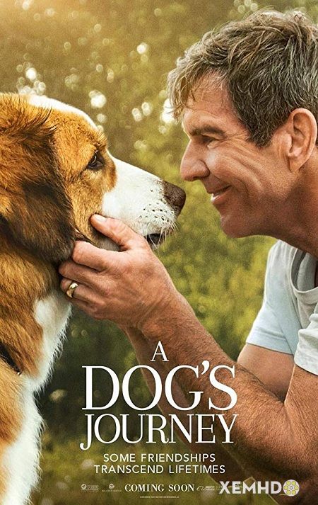 Poster Phim Hành Trình Của Chú Chó Bailey (A Dog Journey)