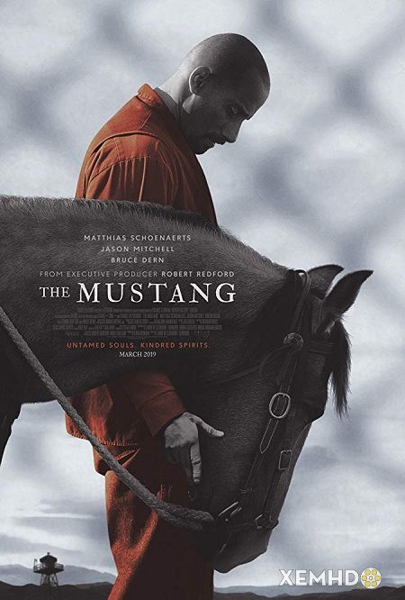 Xem Phim Những Linh Hồn Hoang Dã (The Mustang)
