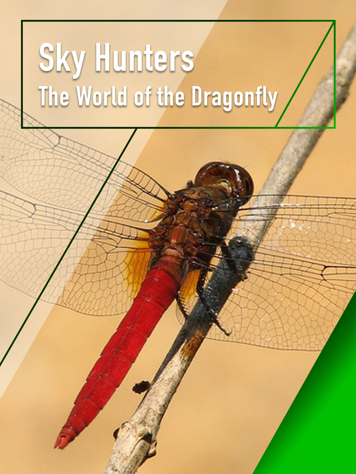 Poster Phim Sky Hunters - The World of Dragonfly (Sky Hunters - The World of Dragonfly)