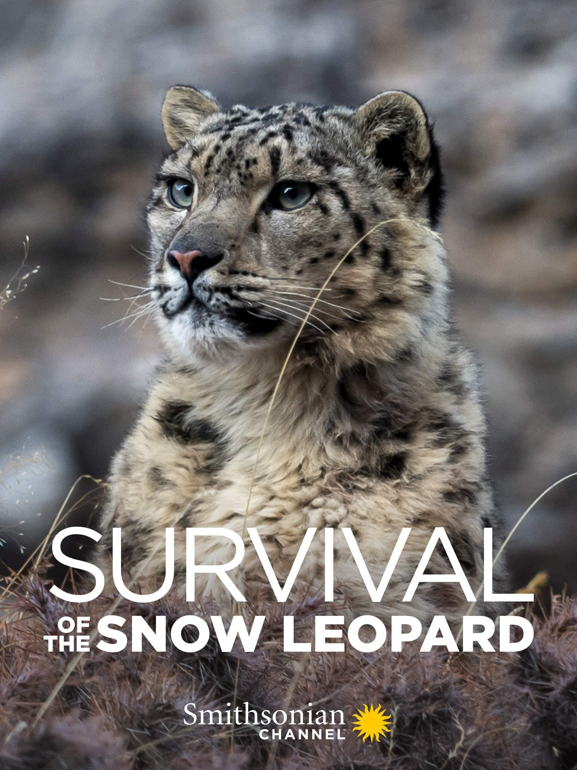 Poster Phim Survival Of The Snow Leopard (Survival Of The Snow Leopard)