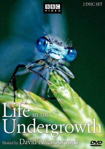 Xem Phim Thế Giới Côn Trùng (Life in The Undergrowth)