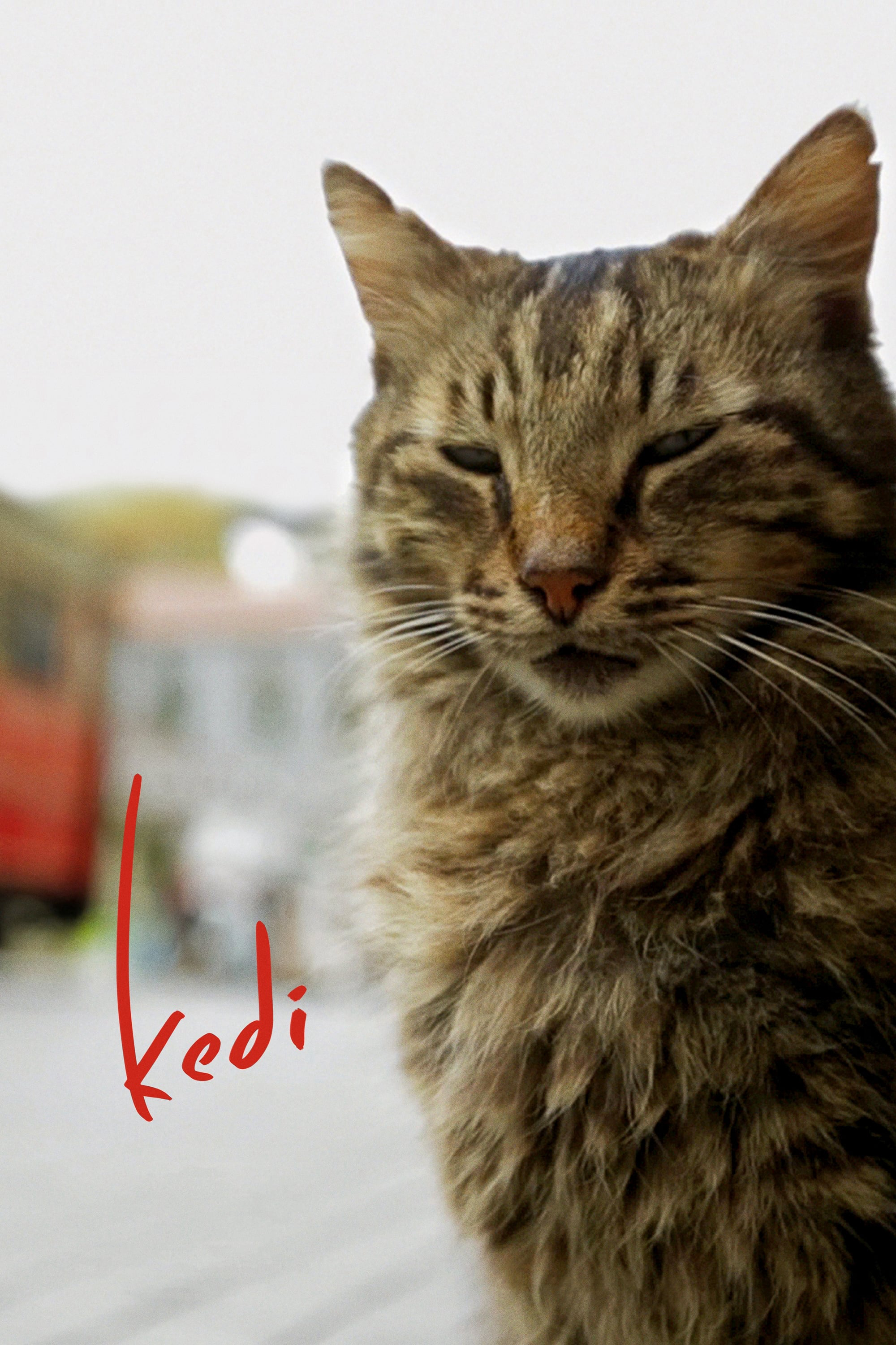 Poster Phim  Thế Giới Loài Mèo (Kedi)