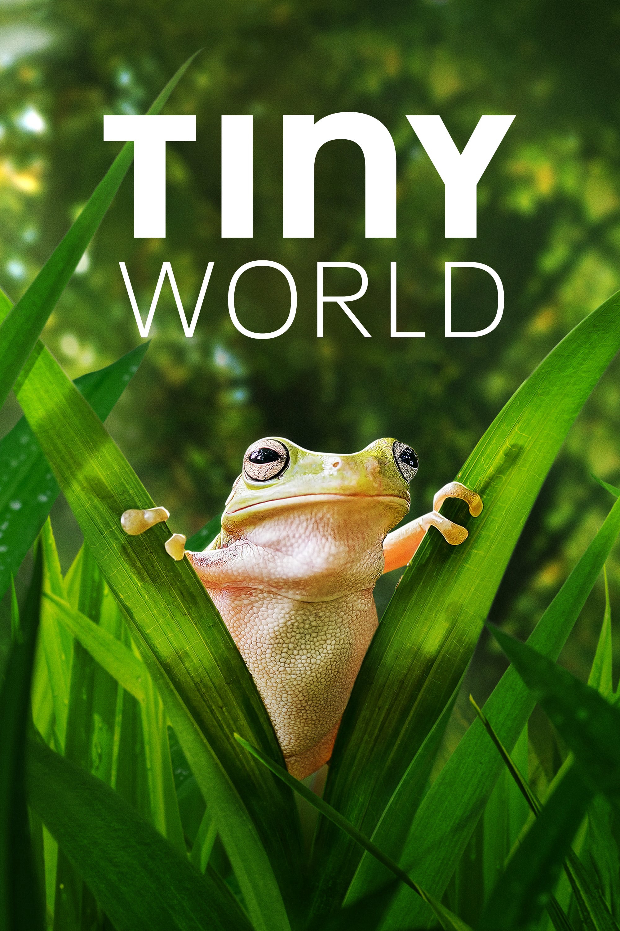 Xem Phim Thế Giới Siêu Nhỏ (Phần 2) (Tiny World (Season 2))