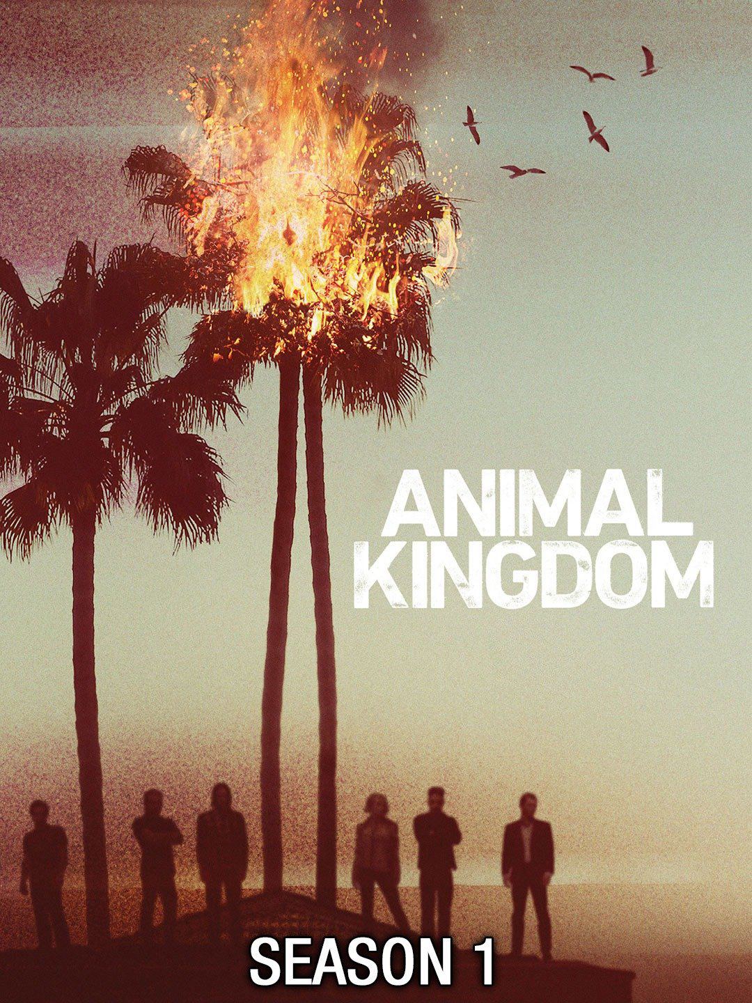 Xem Phim Vương quốc động vật (Phần 1) (Animal Kingdom (Season 1))